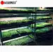 microgreens growing wire shelving