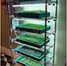 microgreens growing wire shelving